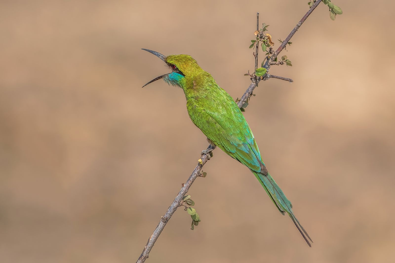 Bird in Nature
