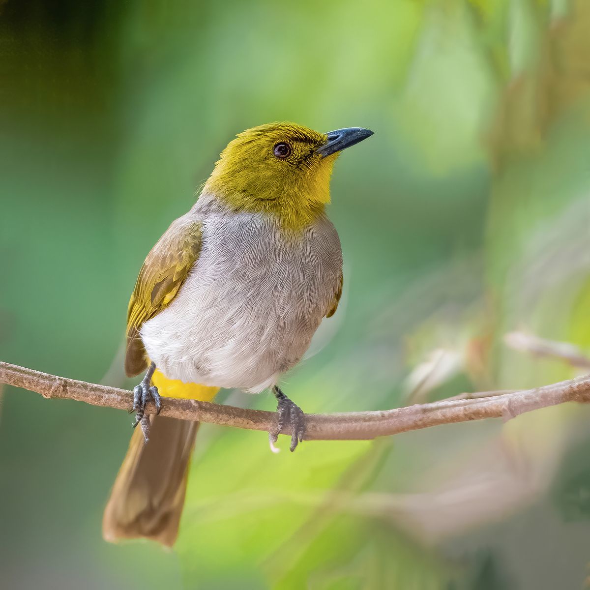 Bird in Flight