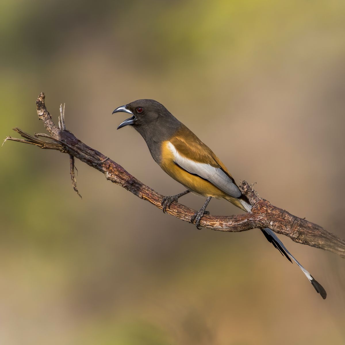 Bird Perched