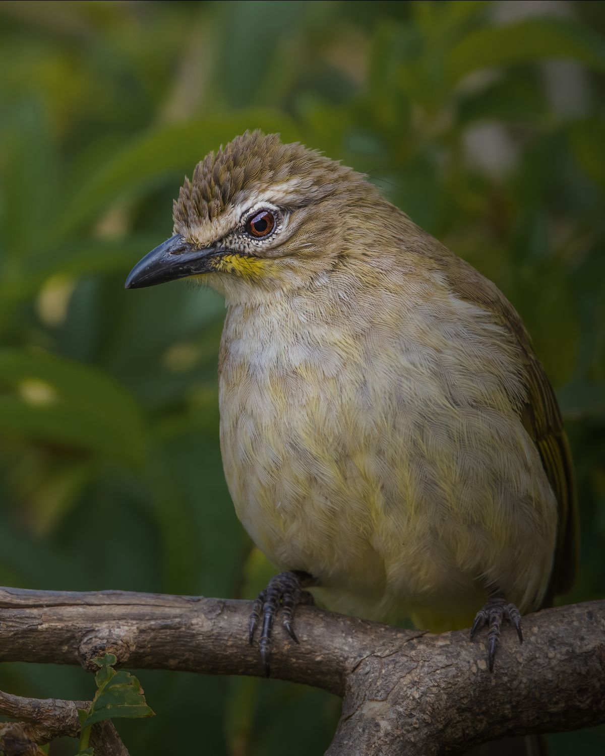 Bird in Nature