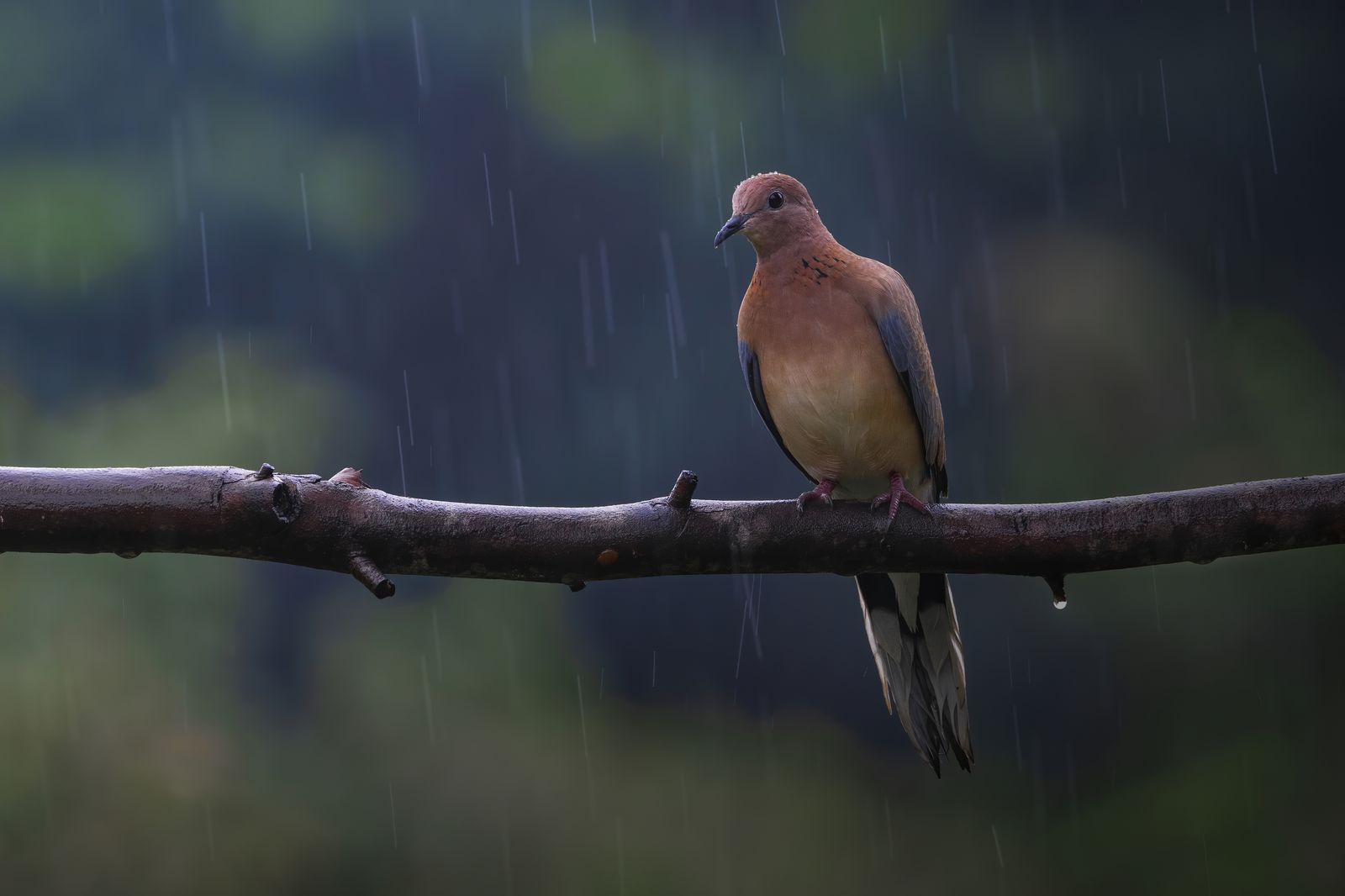 Bird in Nature