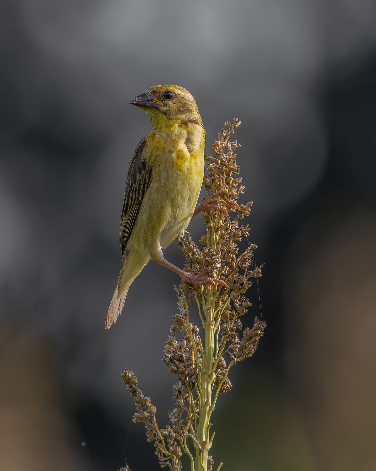 Bird Portrait