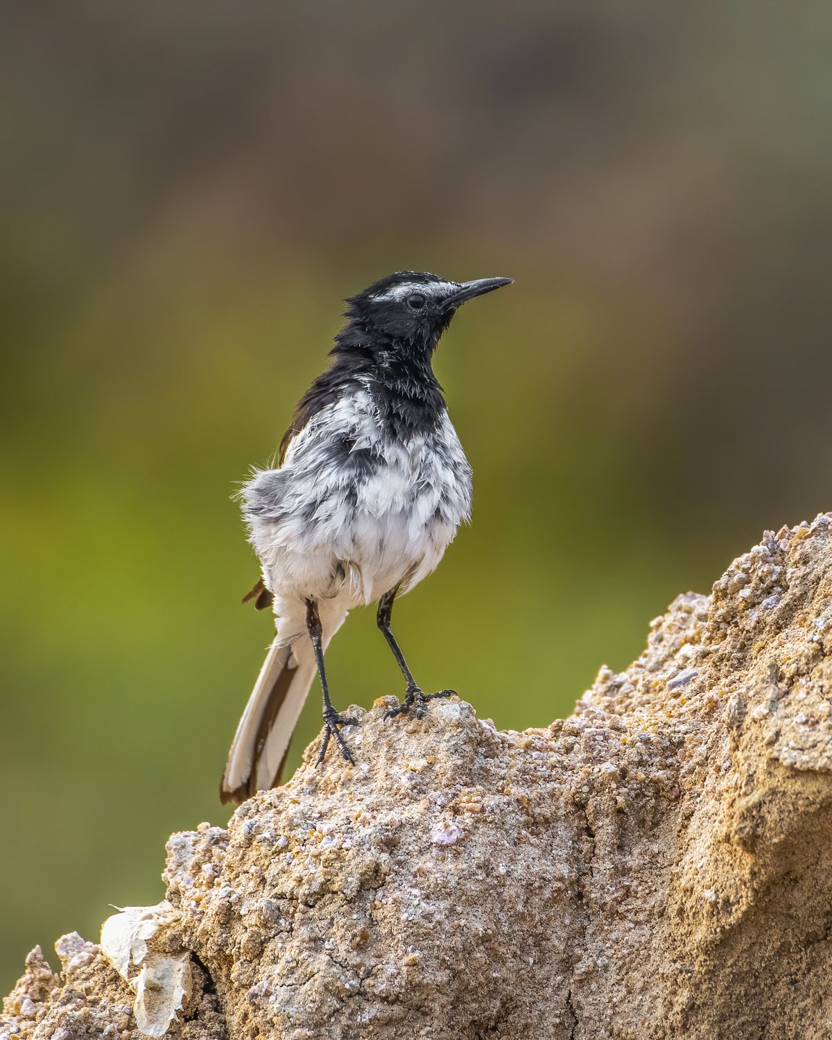 Bird in Flight