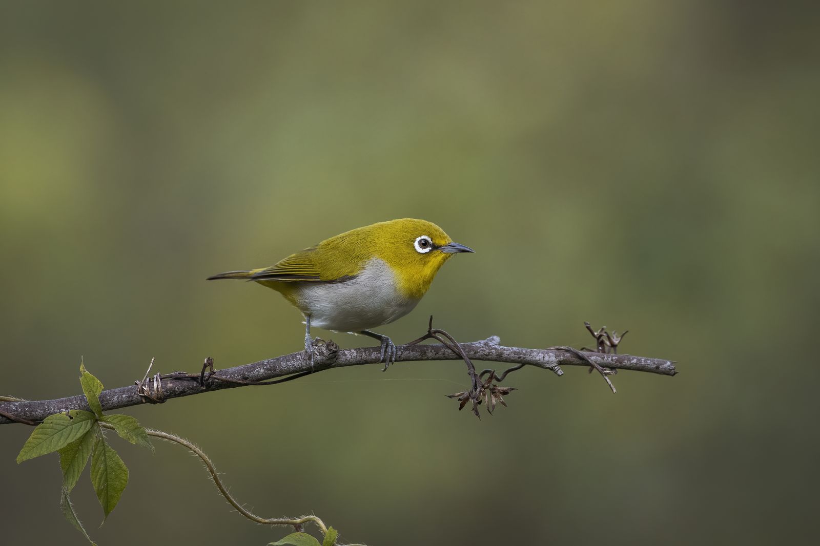Bird Perched