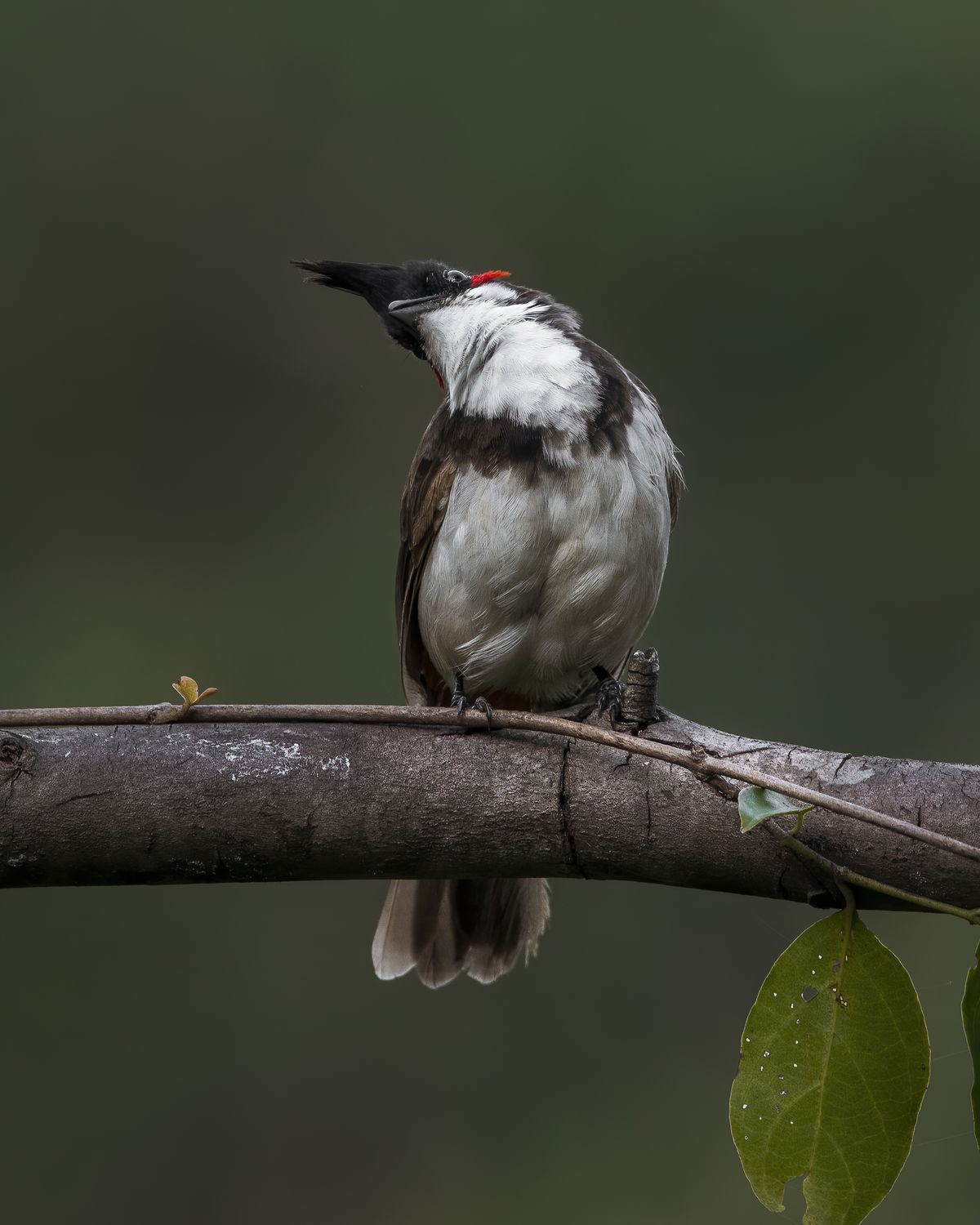 Bird in Nature