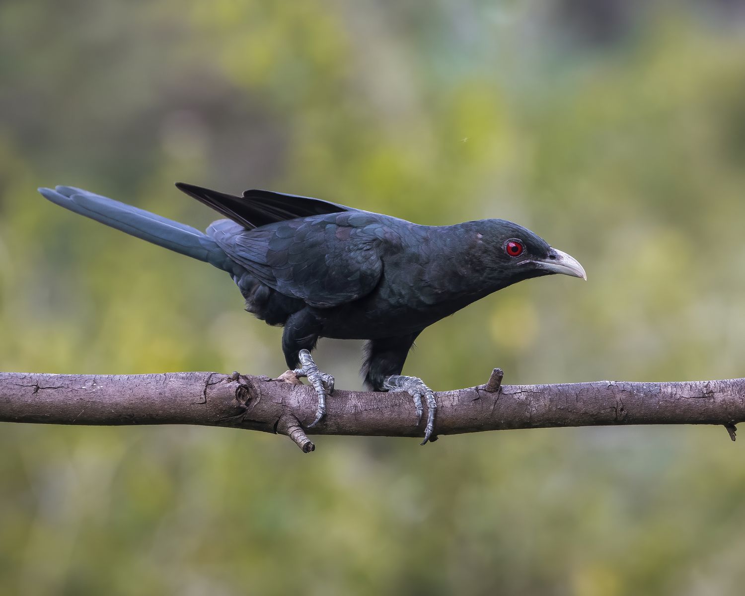 Bird in Flight