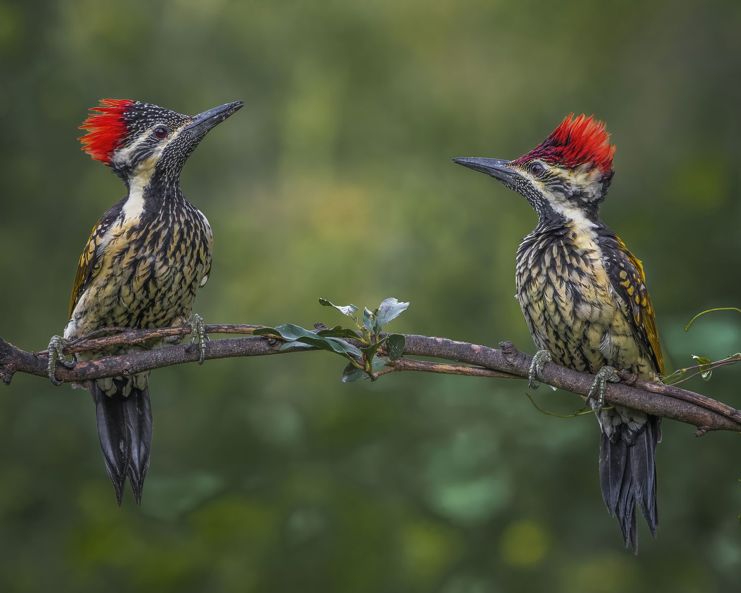 Bird Portrait