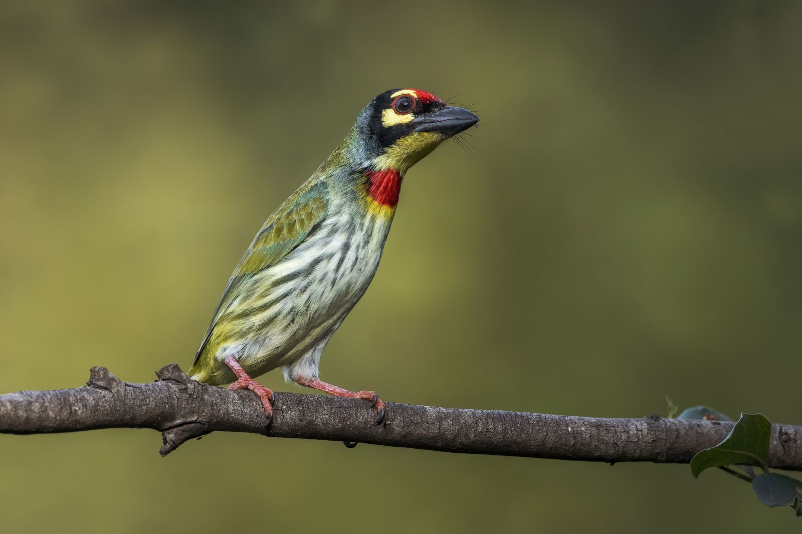 Bird Close-up