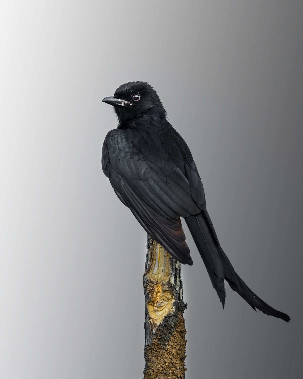 Bird Portrait