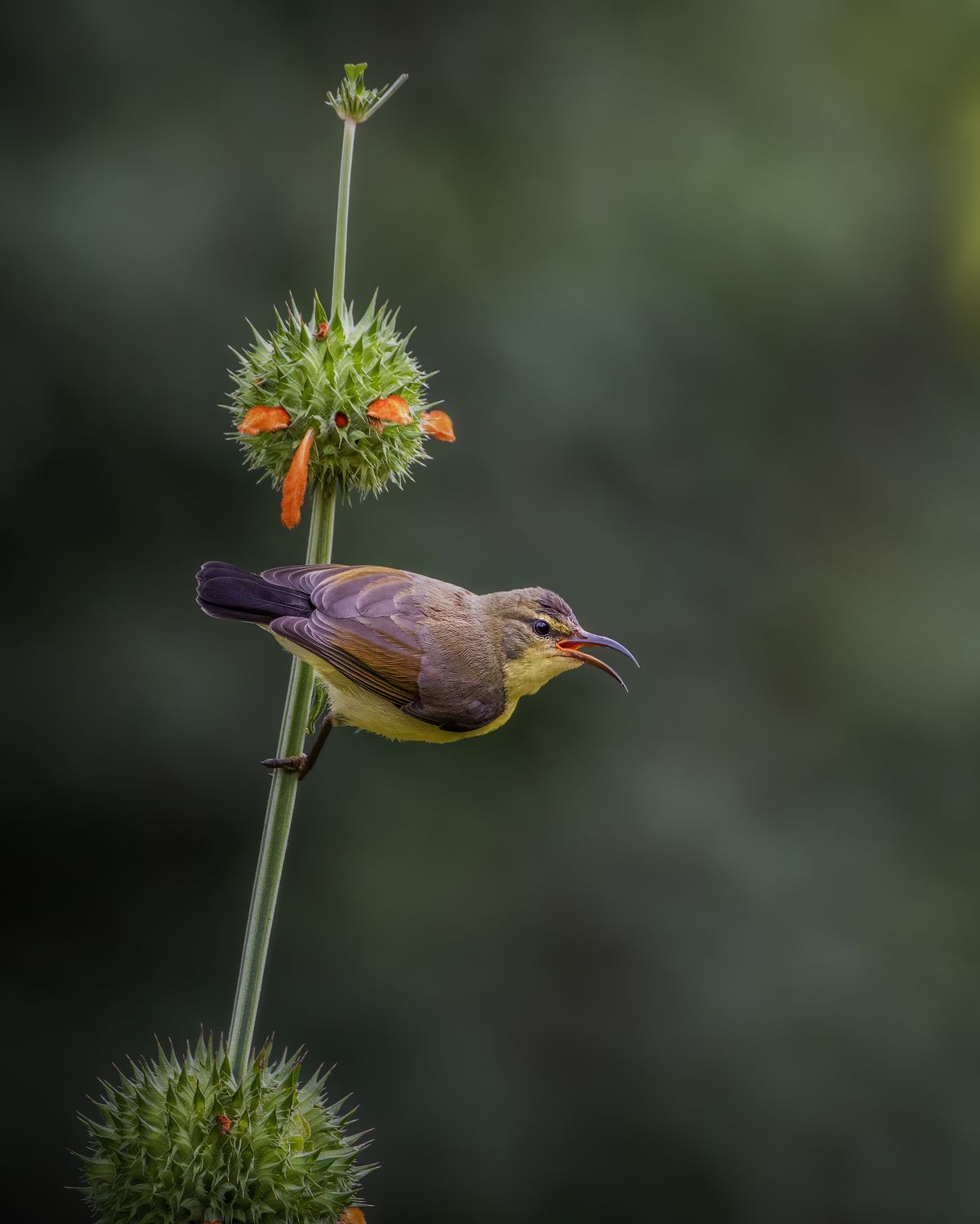 Bird Detail