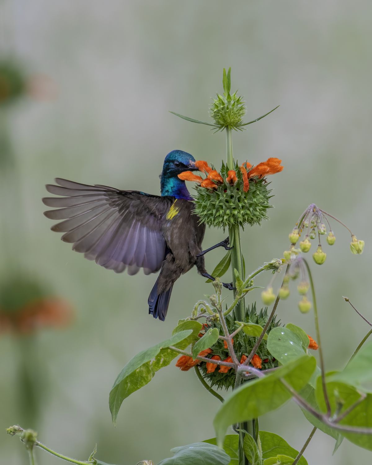 Bird in Flight