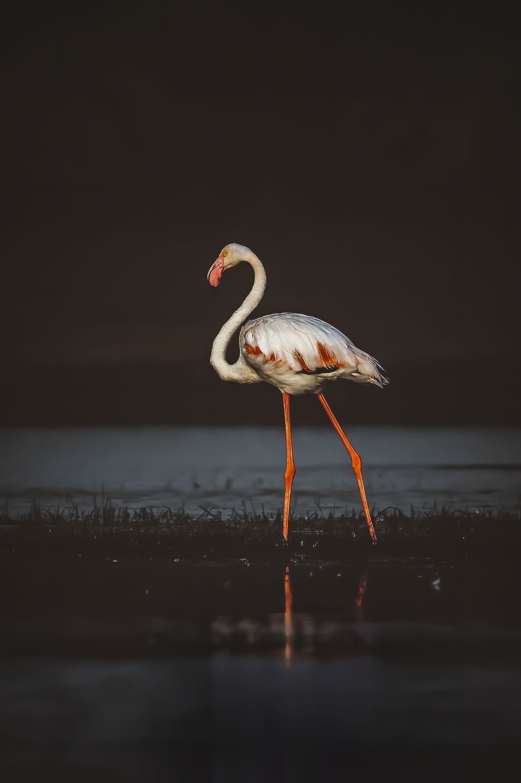 Bird Perched