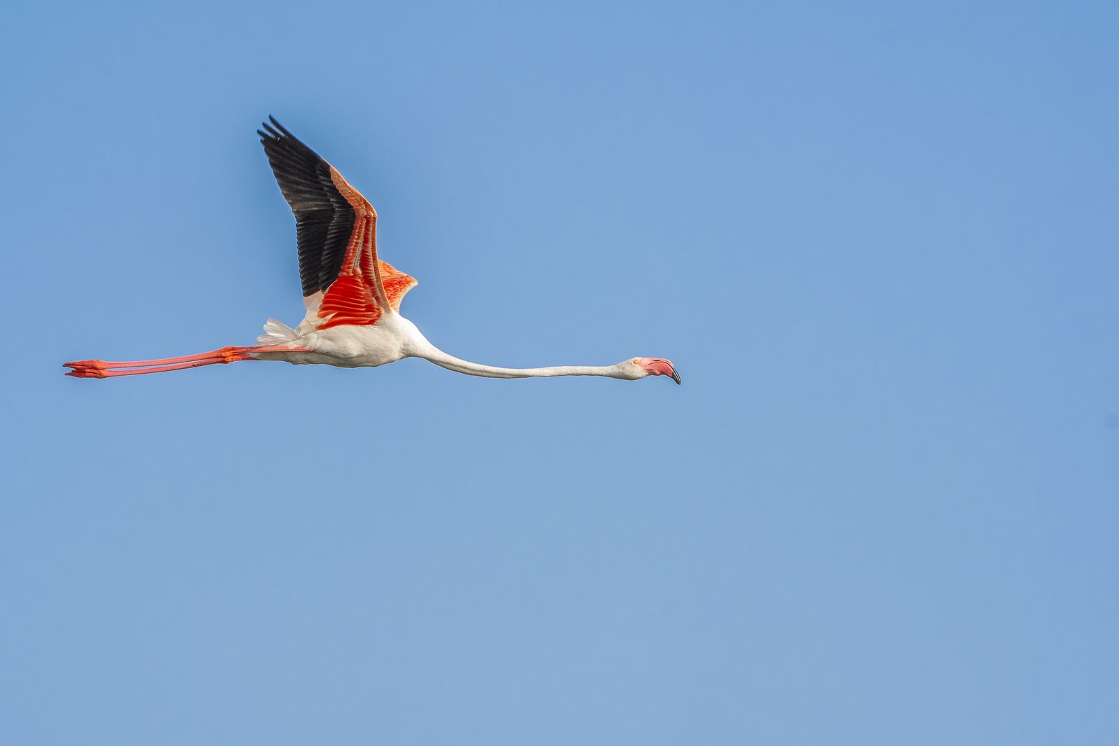 Bird in Flight