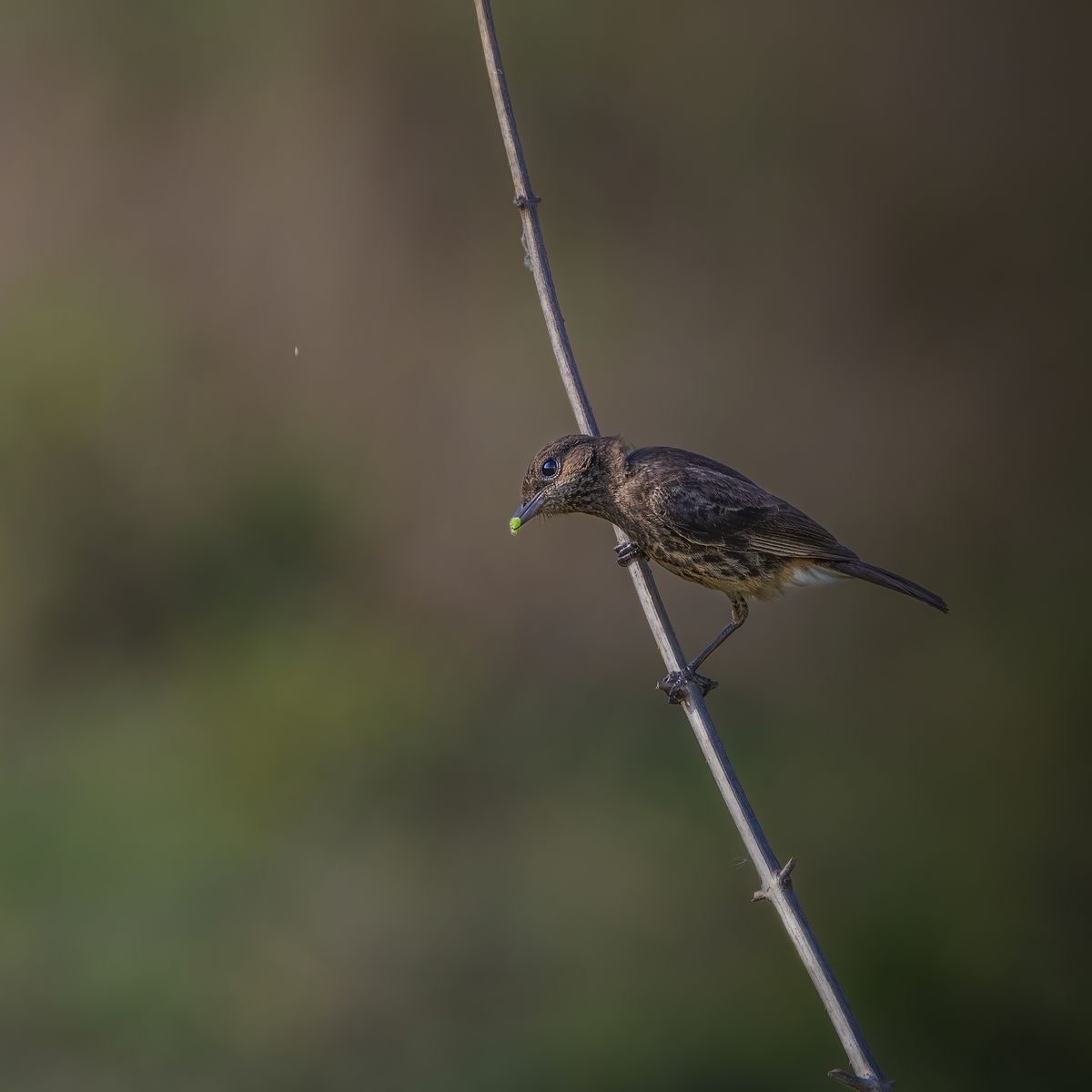 Bird Close-up
