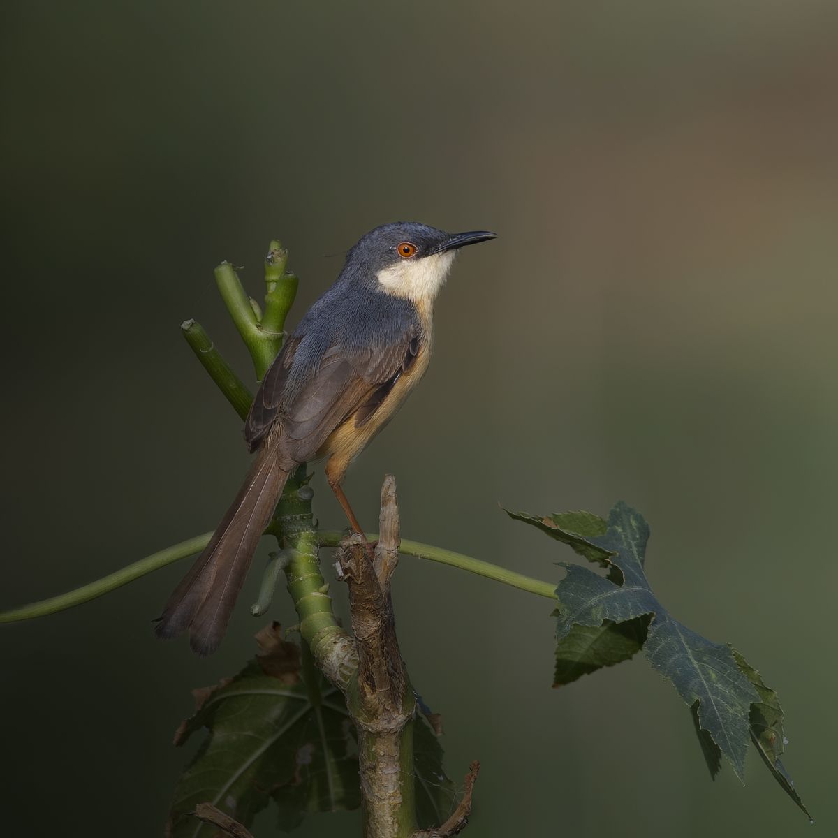 Bird in Nature