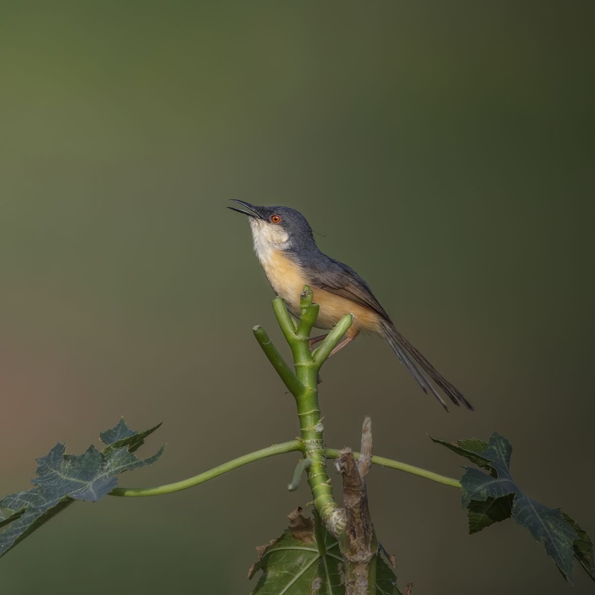 Bird Portrait
