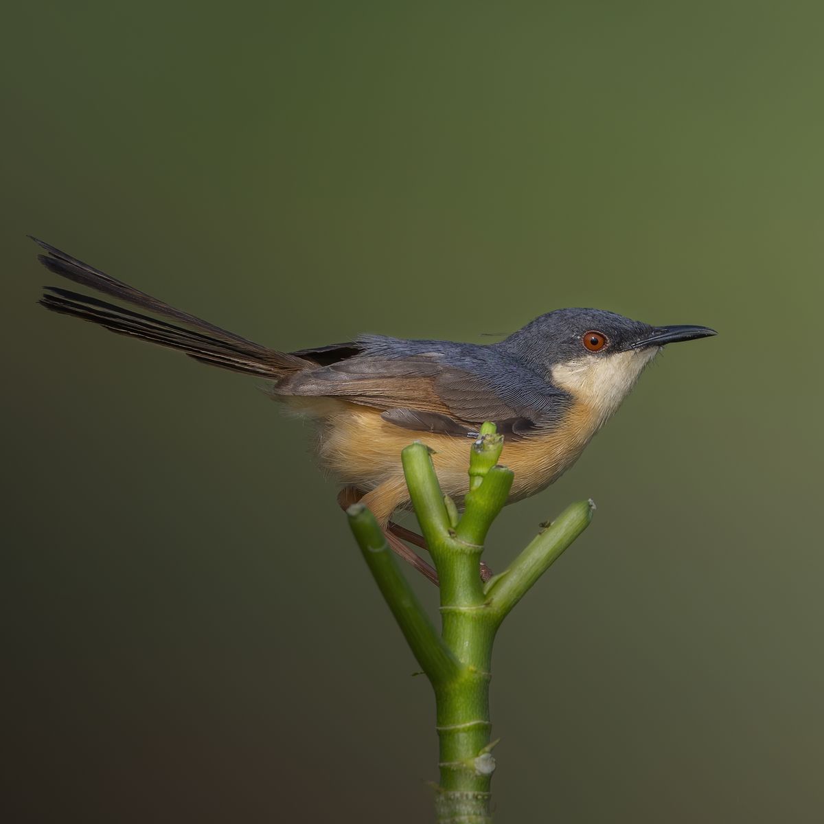 Bird in Flight