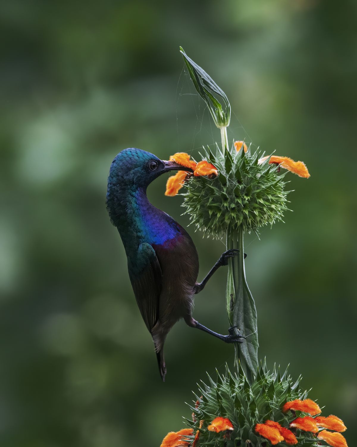 Bird Perched