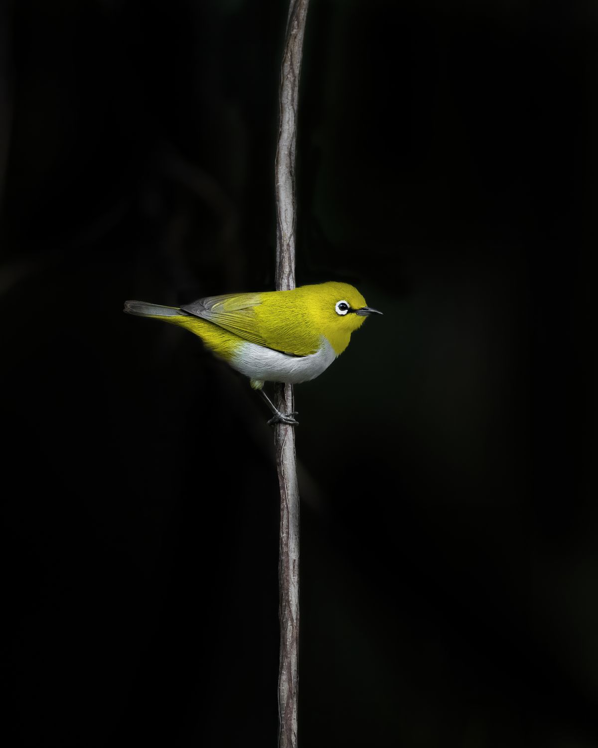 Bird Close-up