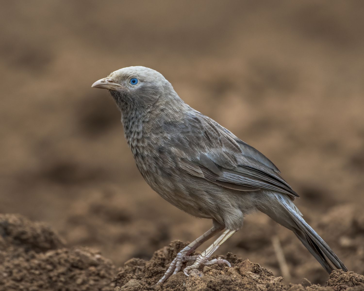 Bird Portrait