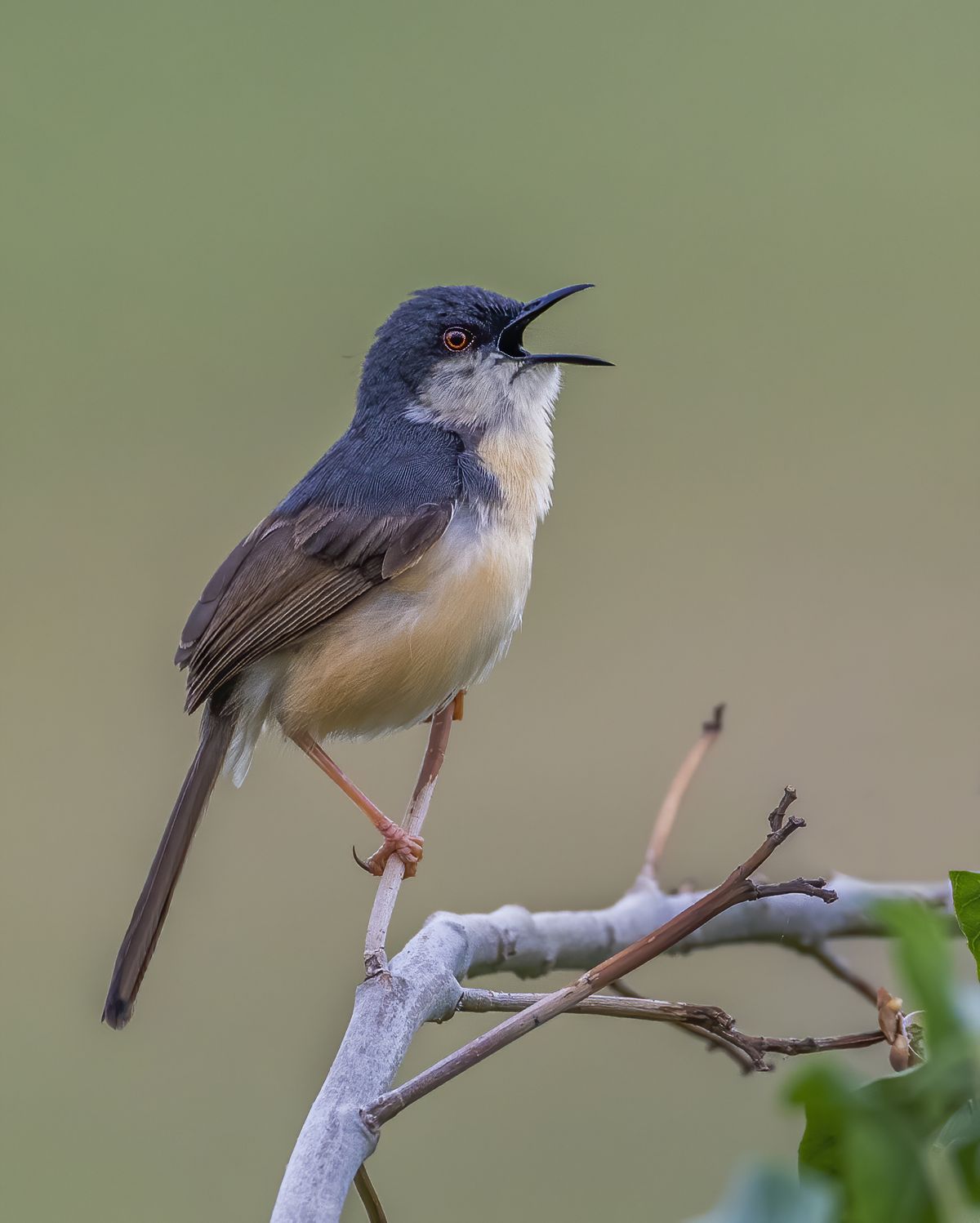 Bird Close-up