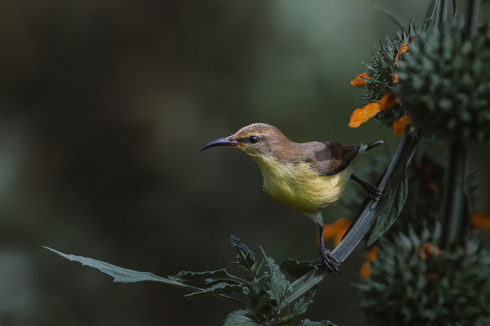 Bird Portrait