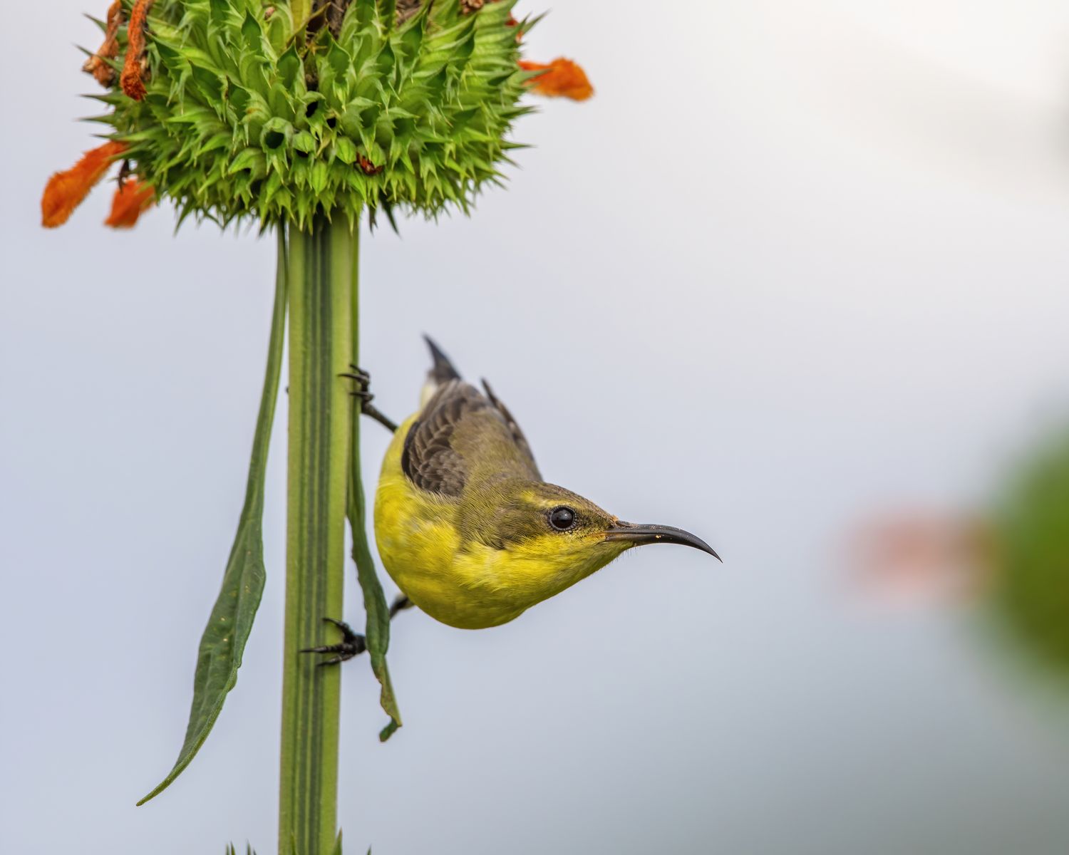 Bird Detail