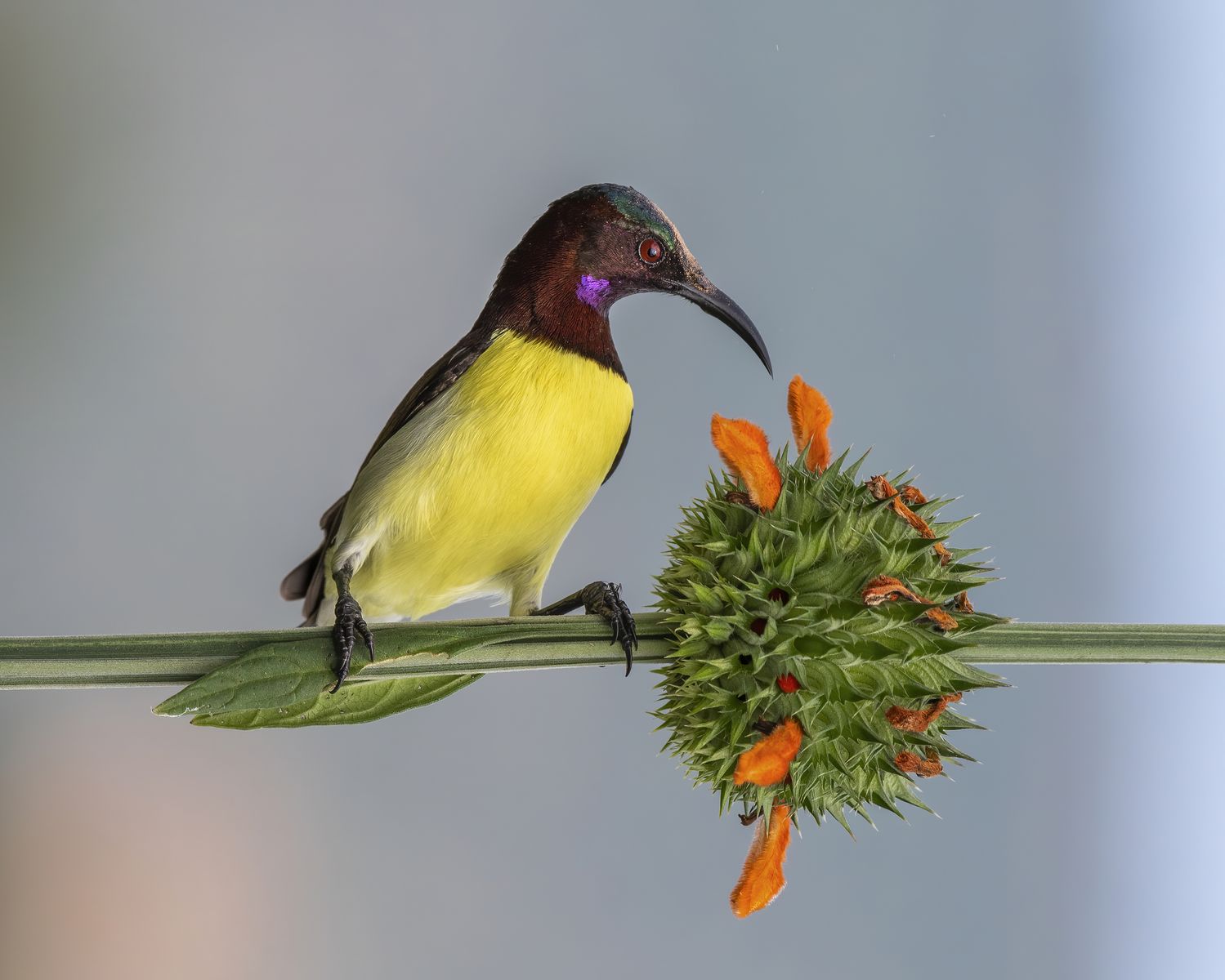 Bird Perched
