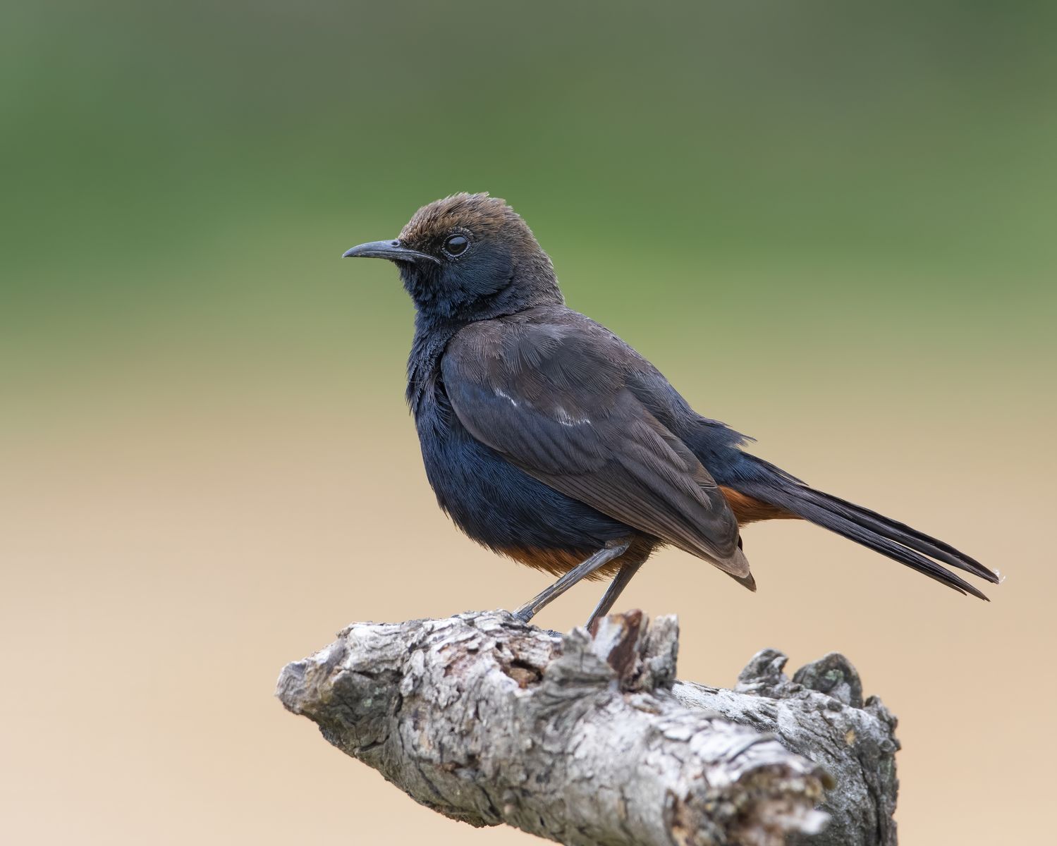 Bird in Nature