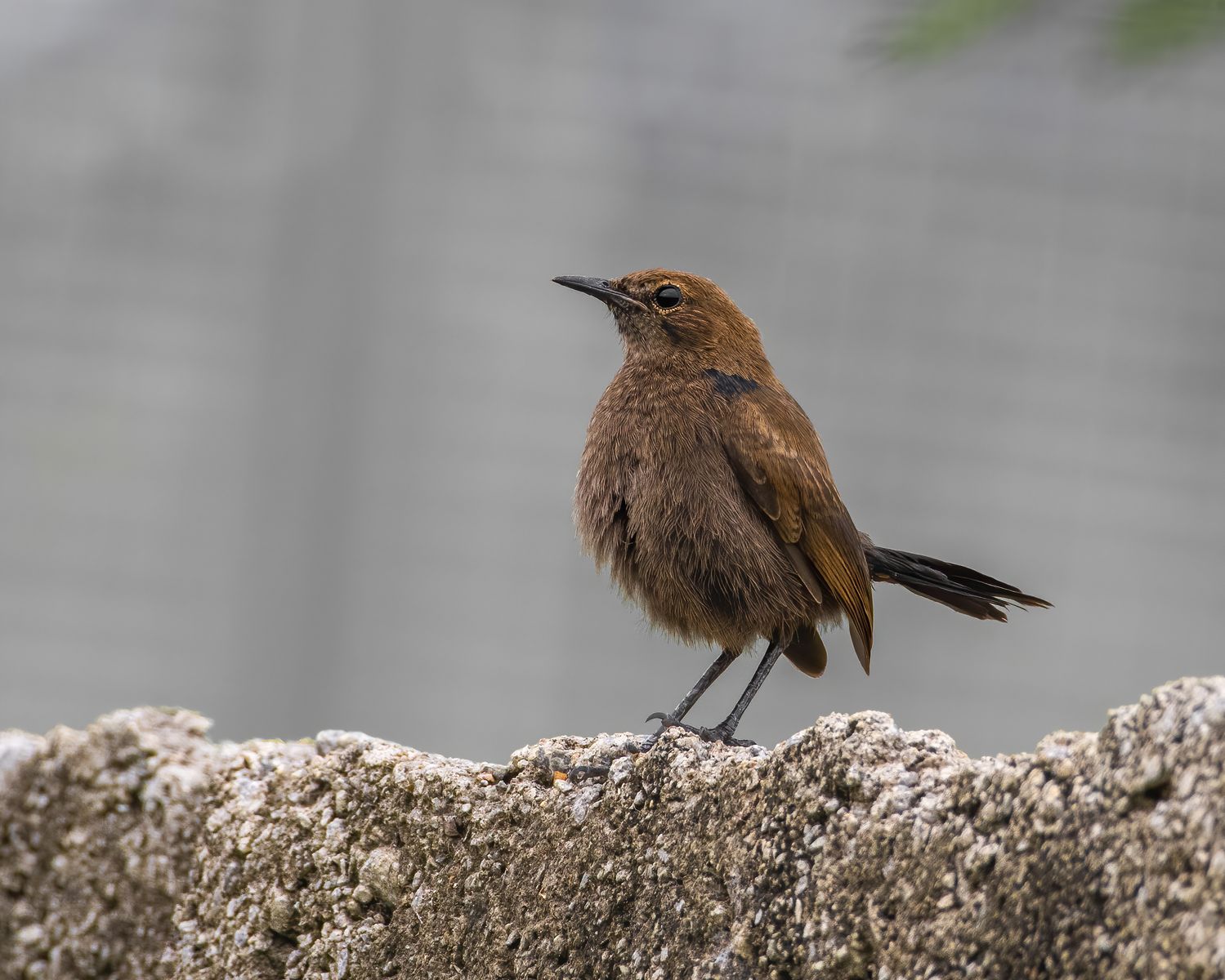 Bird Detail
