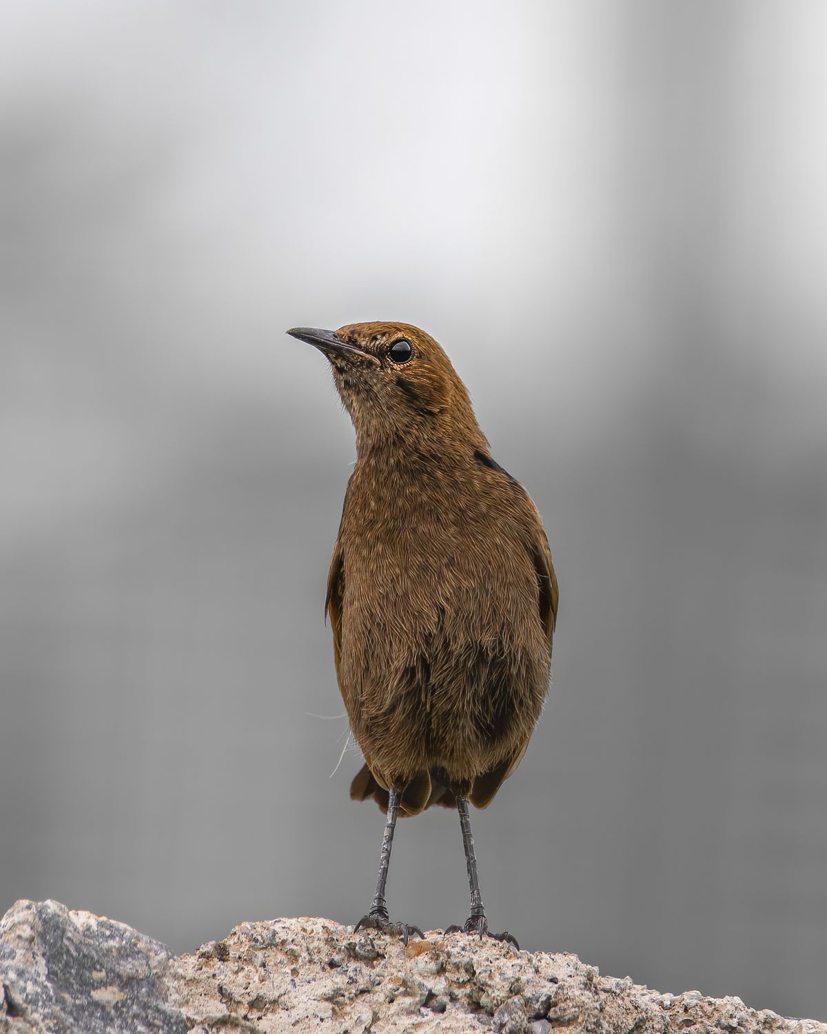 Bird in Flight