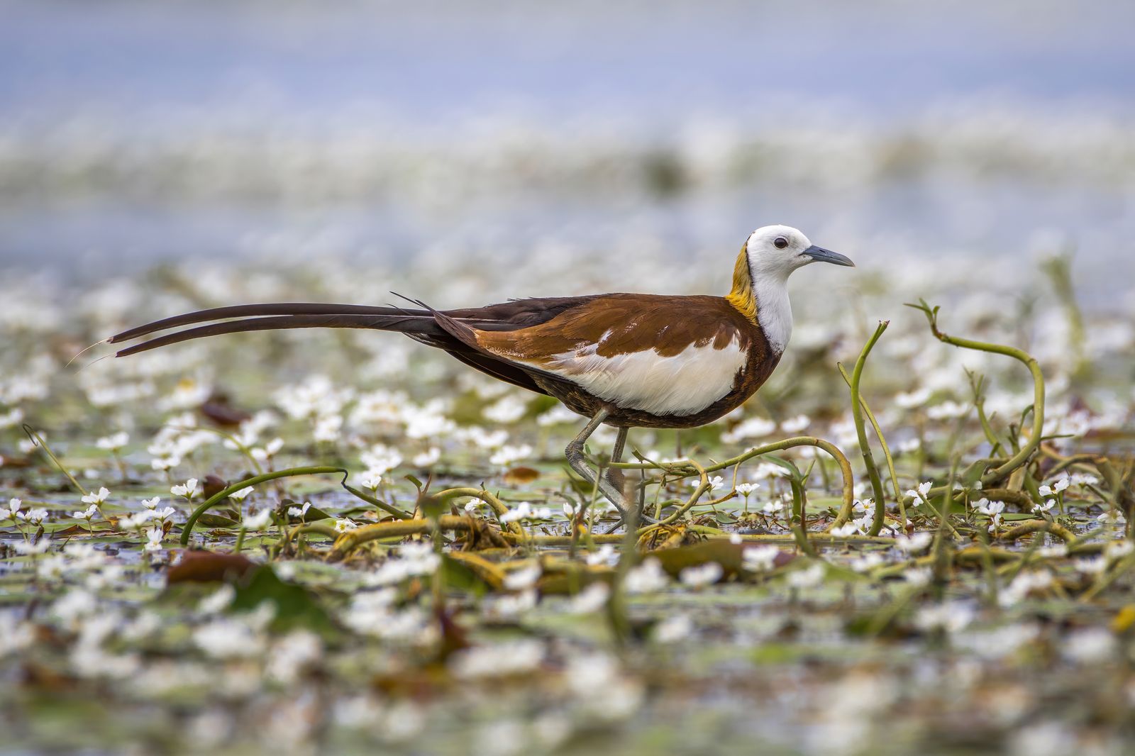 Bird Perched