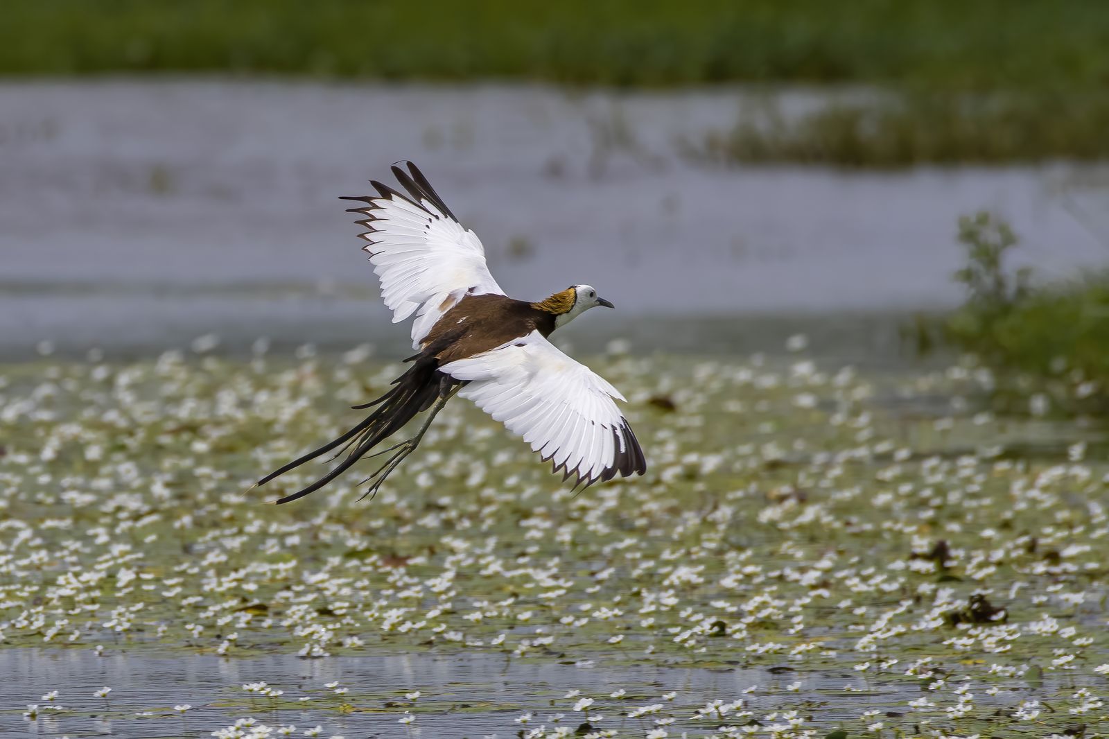 Bird in Nature