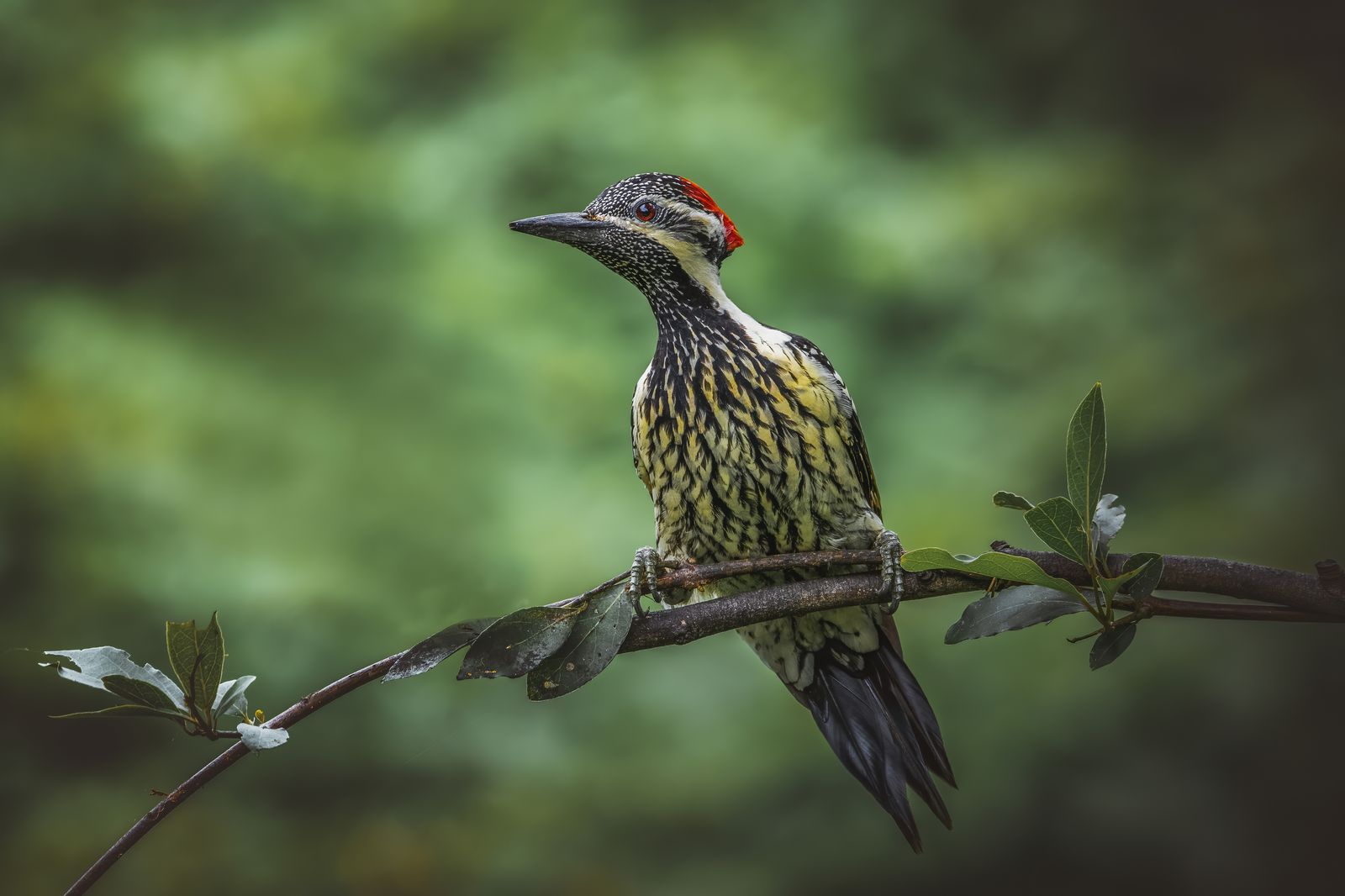 Perched Bird