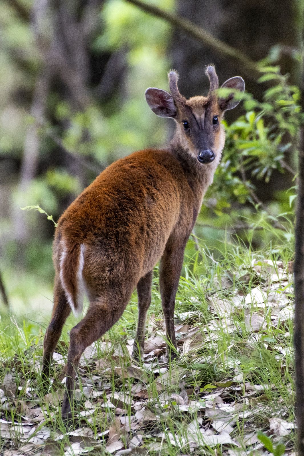 Mammal Portrait