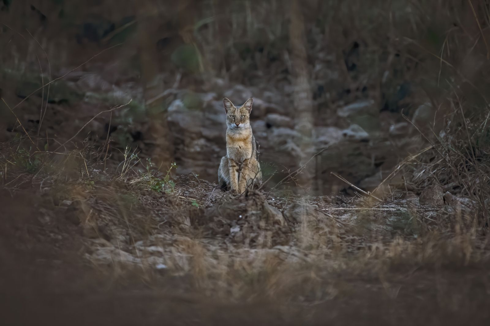 Mammal Close-up