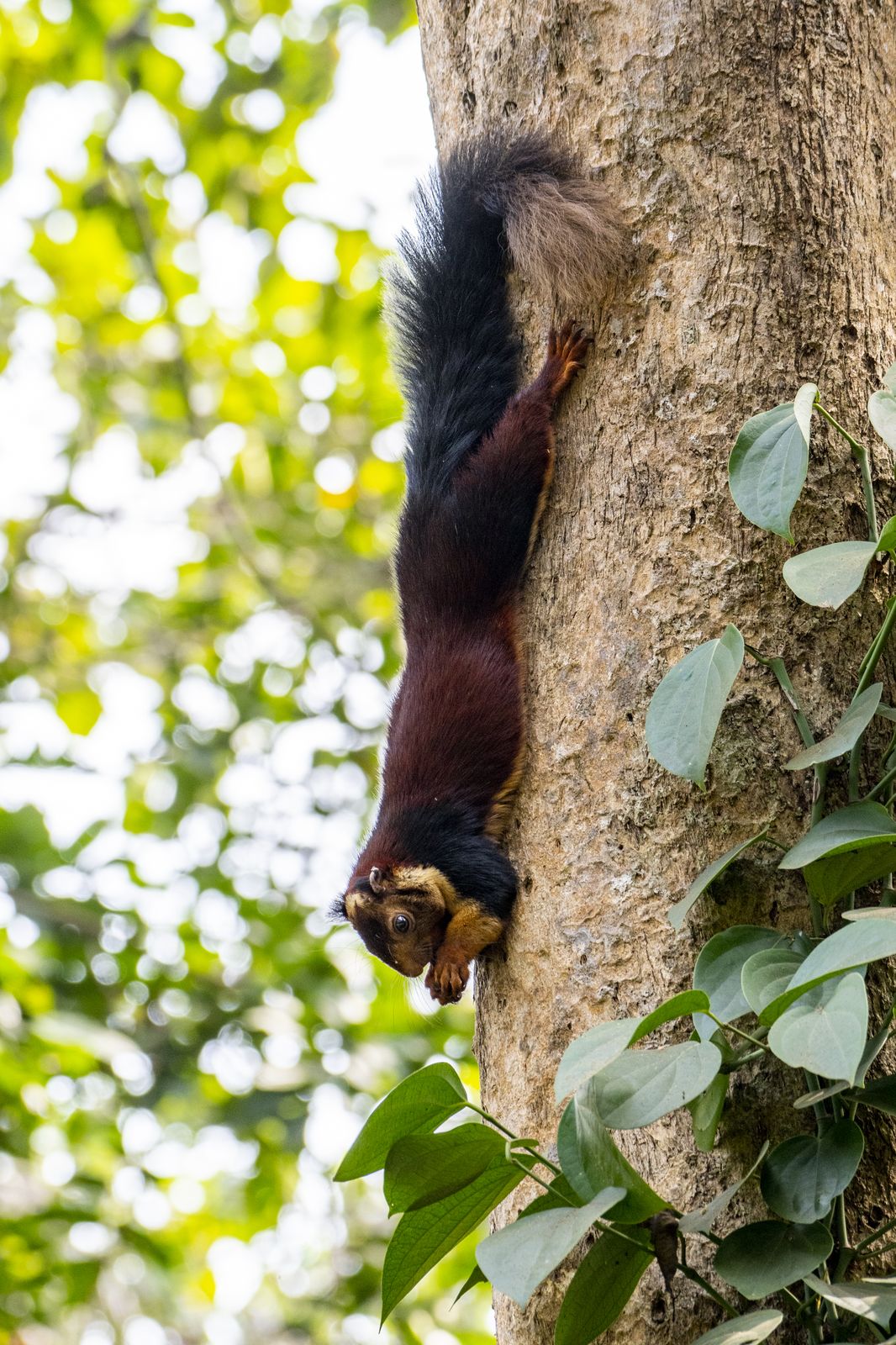 Mammal in Nature