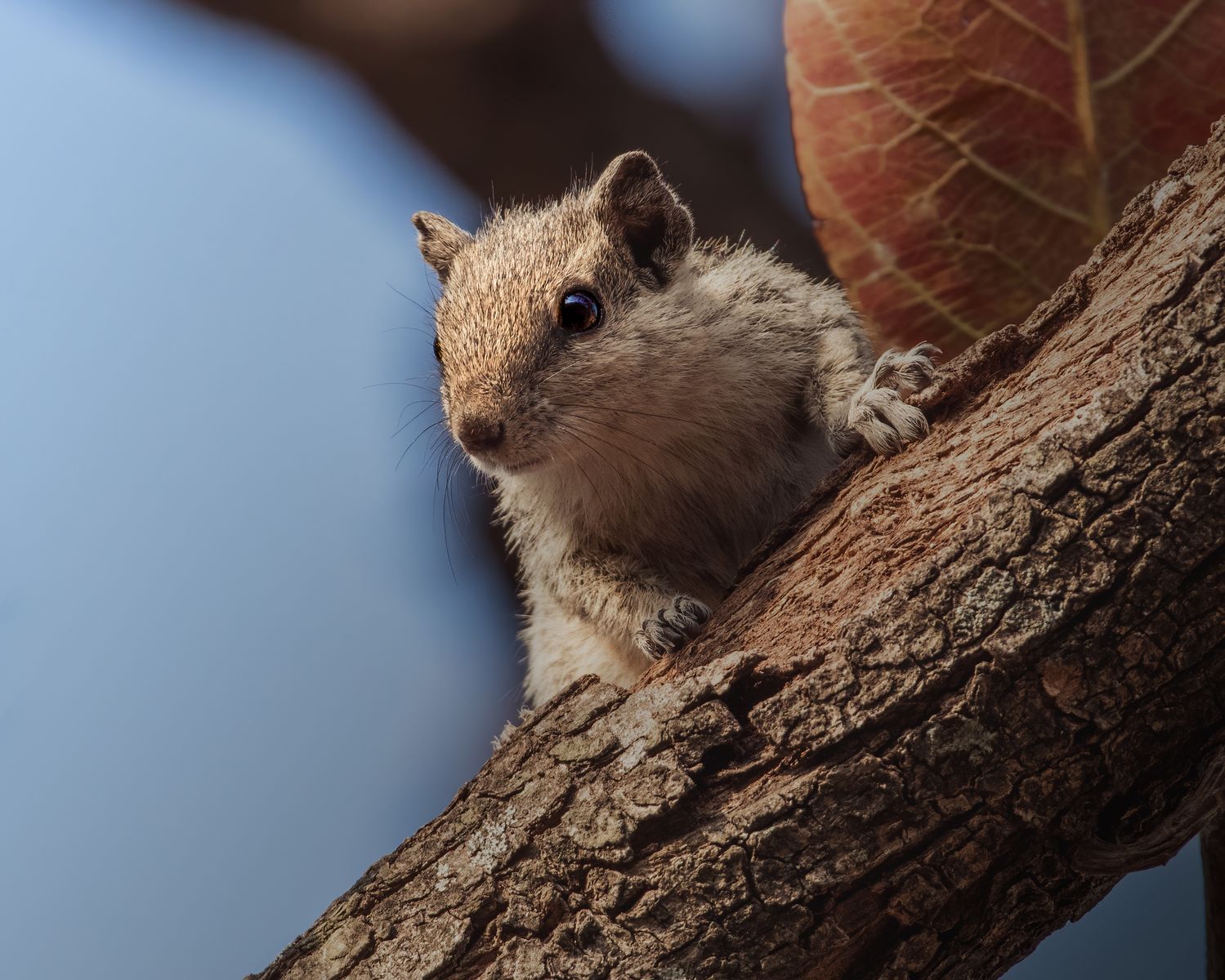 Mammal Portrait