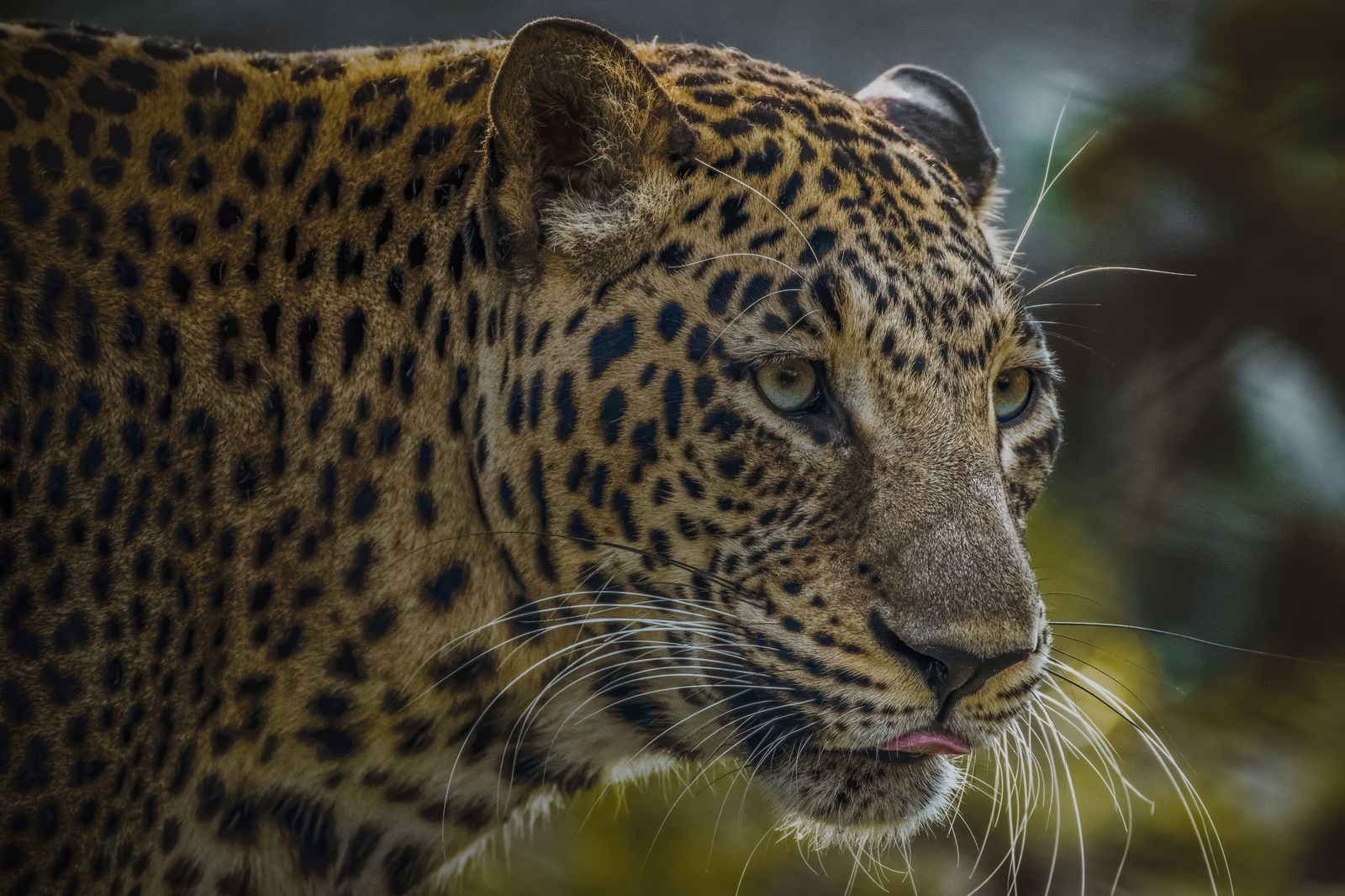 Mammal Detail