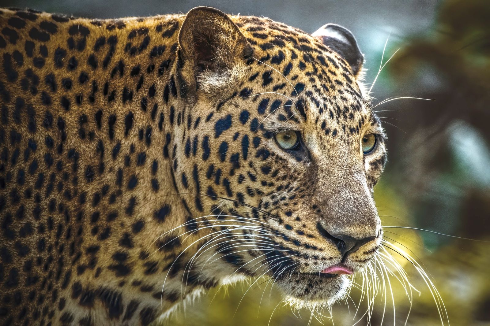 Mammal in Nature