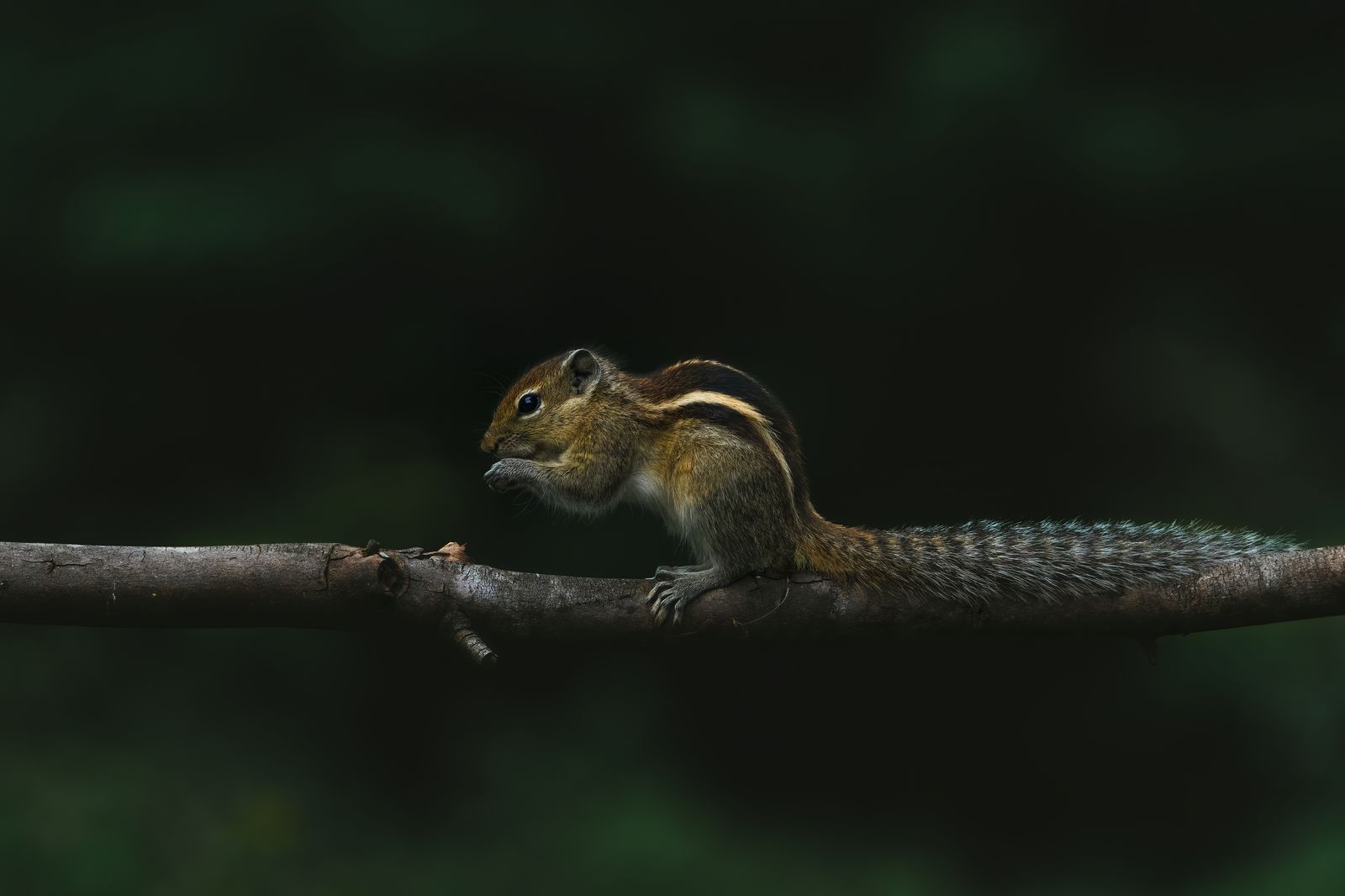 Wild Mammal