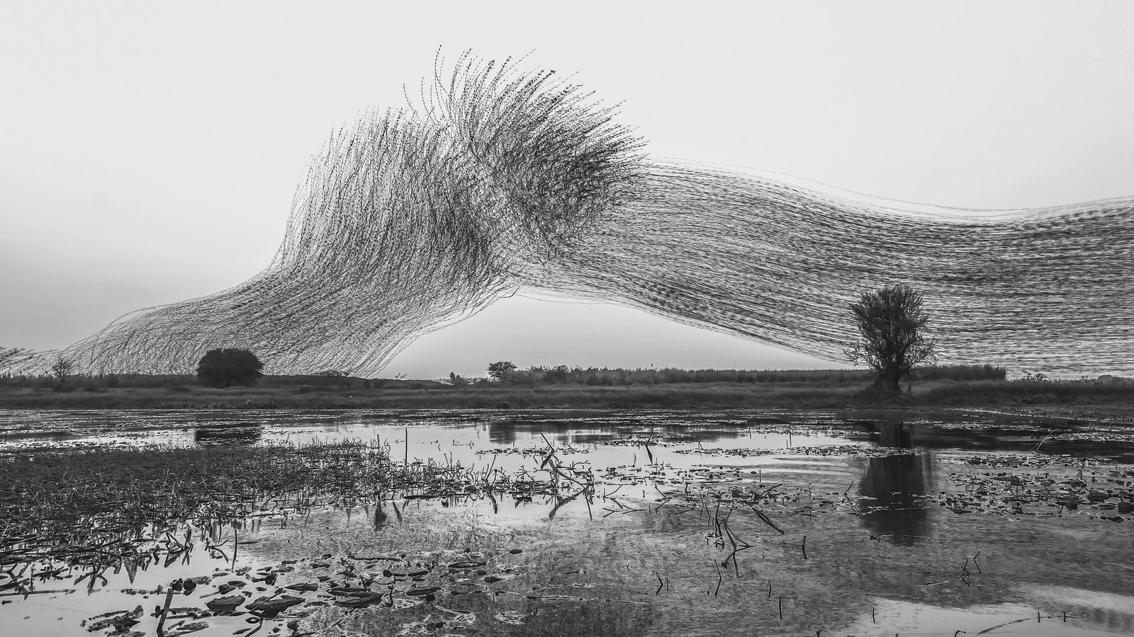 Wildlife Landscape