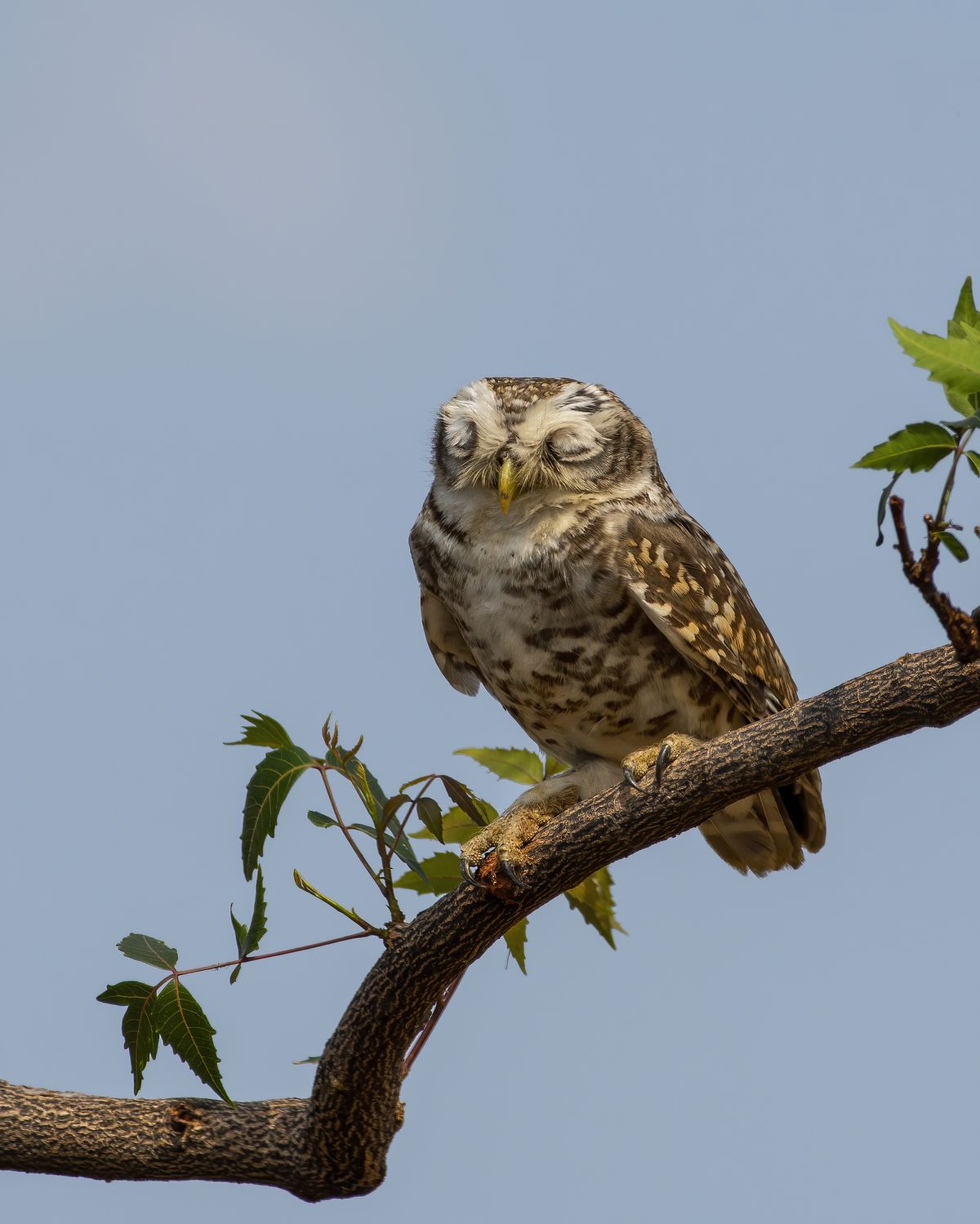 Owl Detail