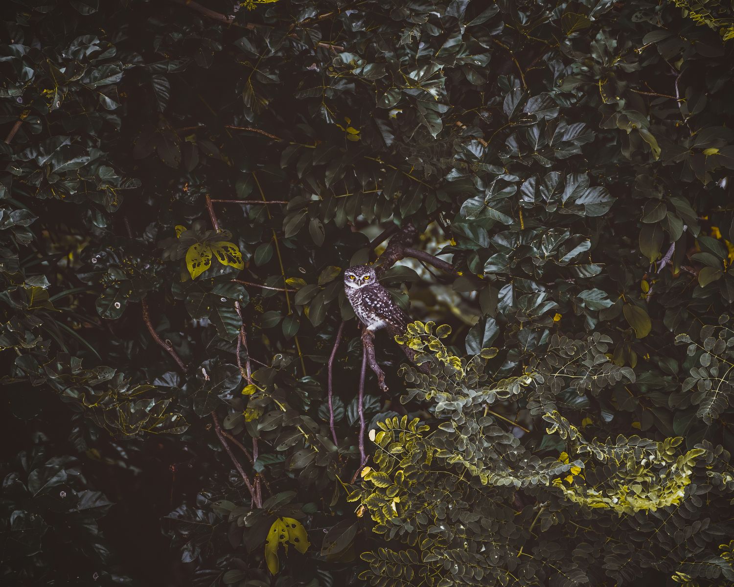 Owl in Nature
