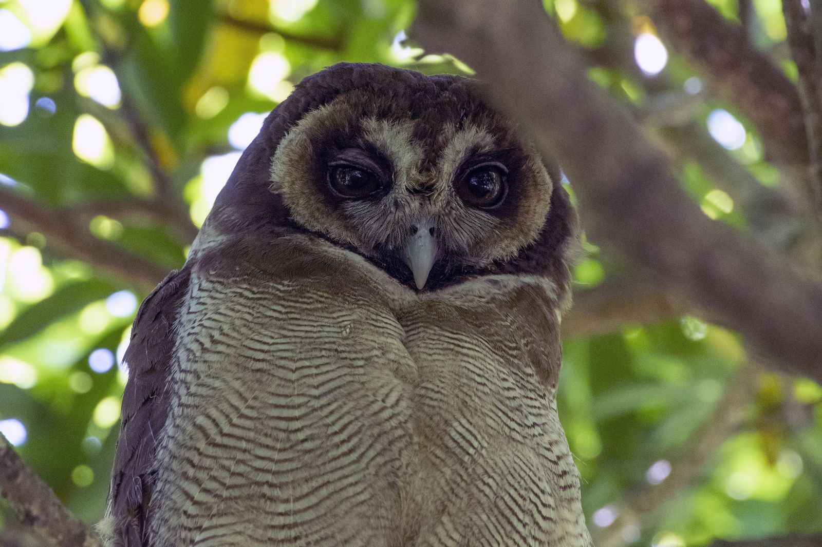 Owl Detail