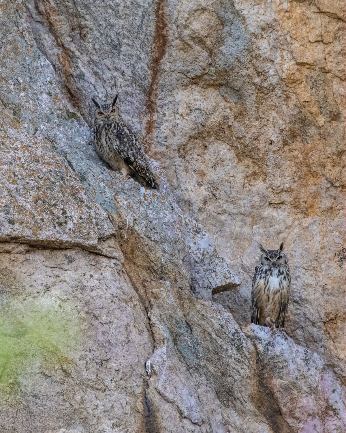Owl in Nature