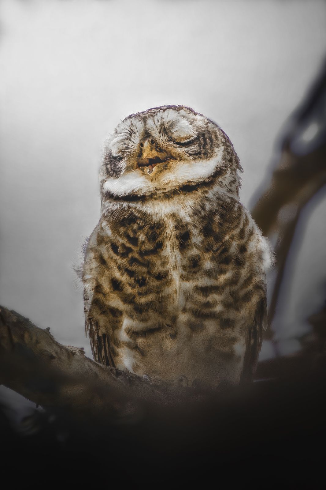 Owl Close-up
