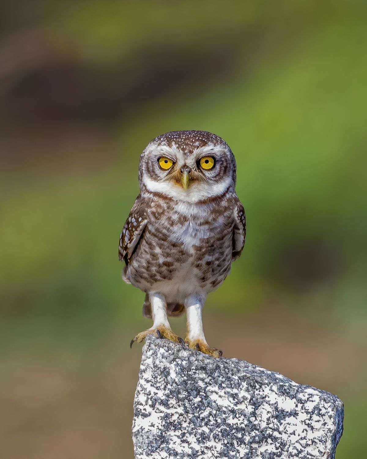 Owl Close-up