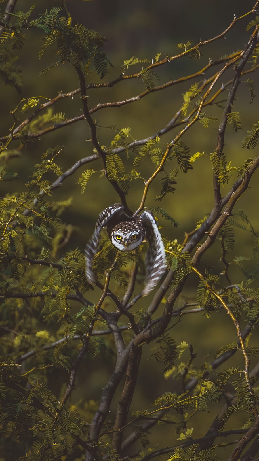 Owl Portrait