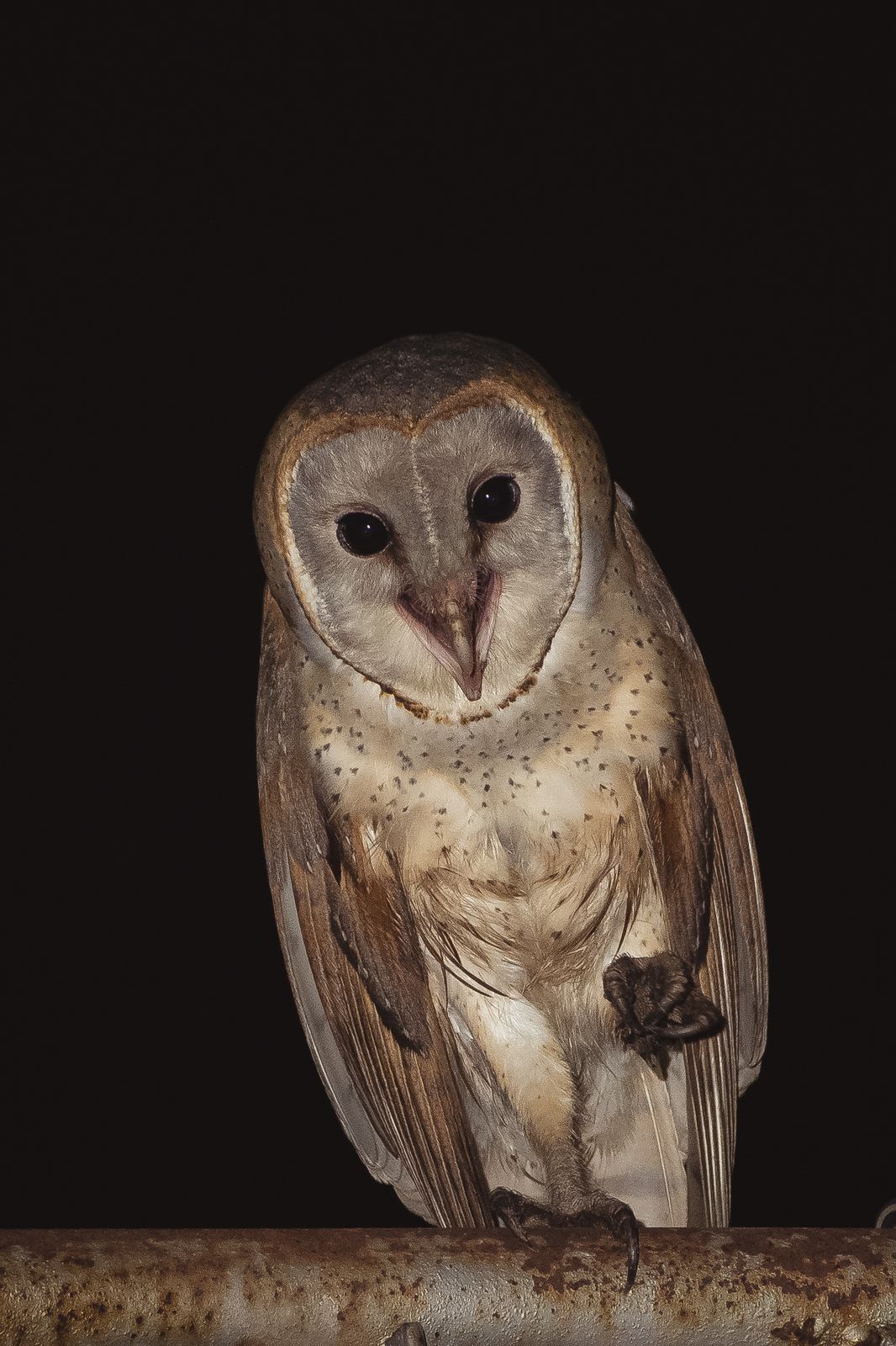Owl Detail